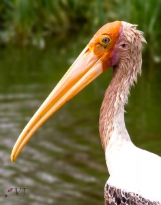 Painted Stork -- மஞ்சள் மூக்கு நாரை